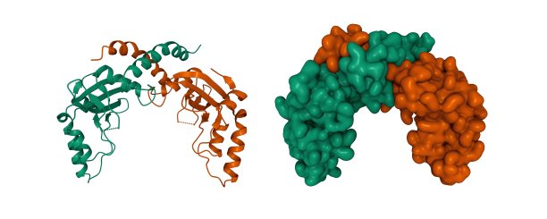 PvuII内切酶的晶体结构图片下载
