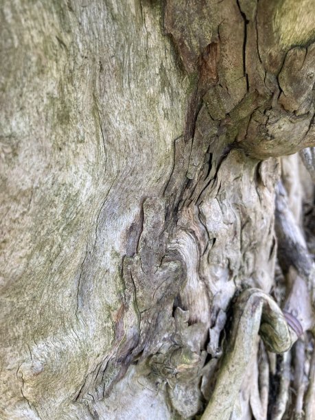 老树纹理的特写镜头图片下载