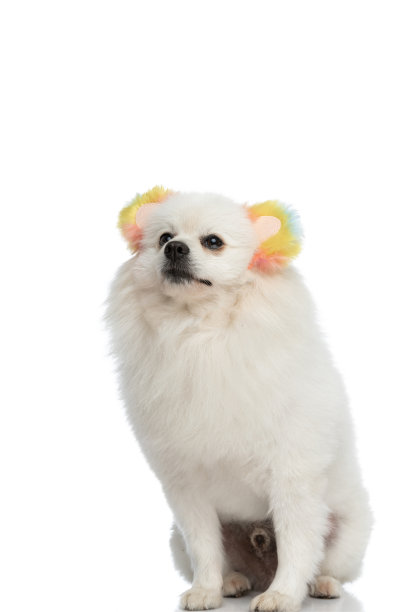 坐着的博美犬戴着毛茸茸的耳机图片下载