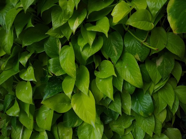 魔鬼的常春藤(Epipremnum aureum)植物，近景，绿色叶背景图片下载