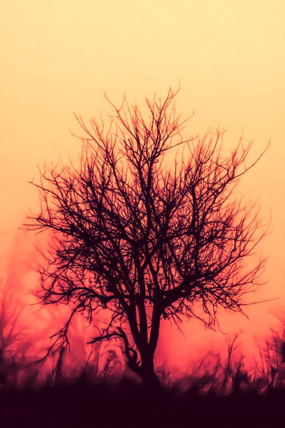 黑色无叶树的剪影。秋天的夜晚景观与光秃秃的树木阴影在雾由橙色的天空背景，软选择性聚焦图片下载