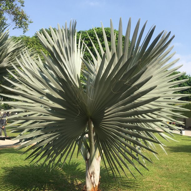 俾斯麦植物在一个大花园里茁壮成长。图片下载