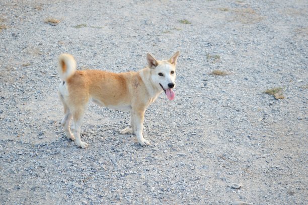 泰国的可爱挖掘图片下载