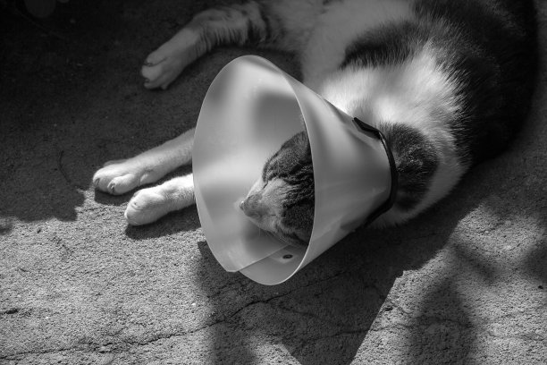 一只戴着圆锥体的猫。图片下载