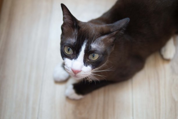 巧克力棕色的小猫小猫带着白色面具是看着某物坐在木地板上的宠物概念图片下载