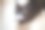 巧克力棕色的小猫小猫带着白色面具是看着某物坐在木地板上的宠物概念图片下载