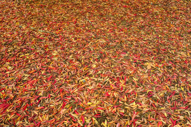 地上五颜六色的秋叶覆盖了整个框架图片下载