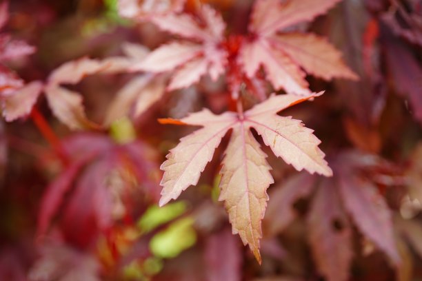 木槿红叶图片下载