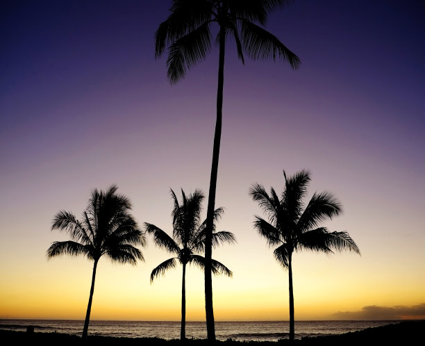 热带海滩上的棕榈树如日出或日落图片下载