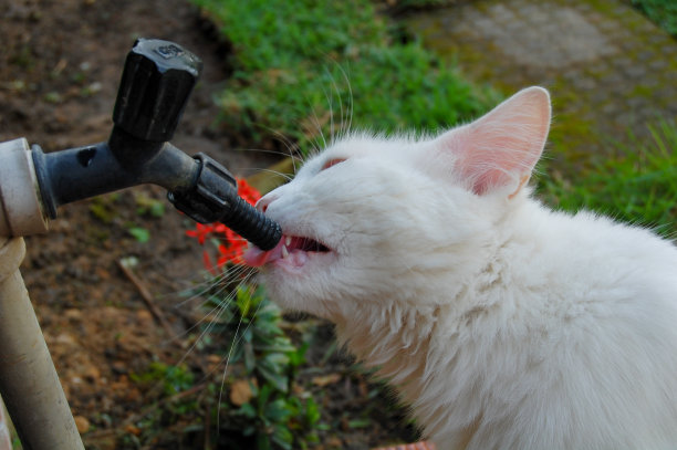 猫喝水图片下载