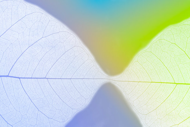 叶子的俯视图。彩色的骨架叶子与透明的形状。抽象的叶子从自然与美丽的背景在紫外线颜色的文字和广告图片下载