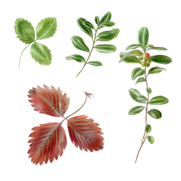 水彩插图草莓和越橘叶图片下载