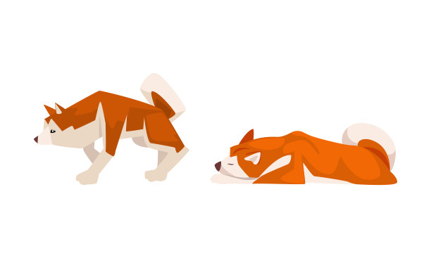 日本柴犬，直立和躺卧姿势向量集的竖耳和卷曲尾巴的猎犬品种图片下载