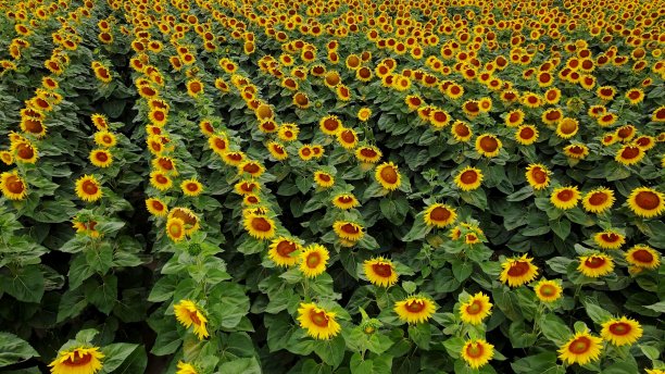 向日葵田的鸟瞰图图片下载