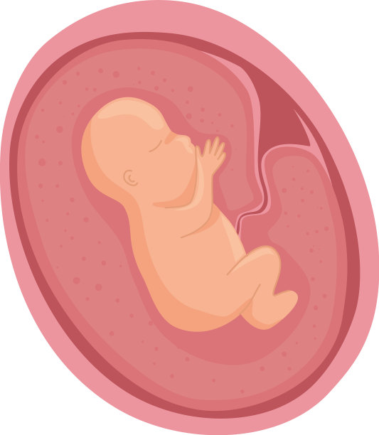 子宫发育胚胎图片下载