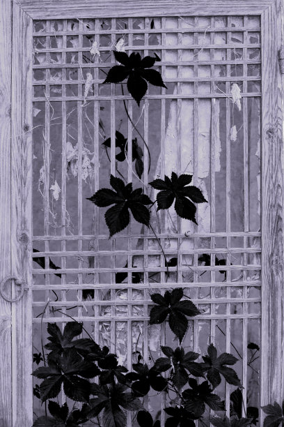 一种爬上废弃房屋窗户的药用植物人参藤蔓图片下载