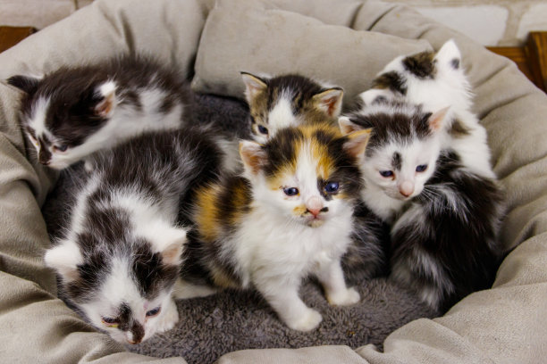 小猫们坐在猫床上图片下载