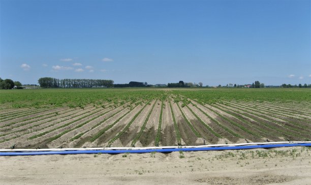 在荷兰，春天，用绿色胡萝卜幼苗进行田间滴灌图片下载