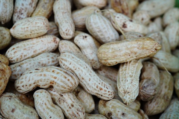 Close-uoBoiled花生背景图片下载