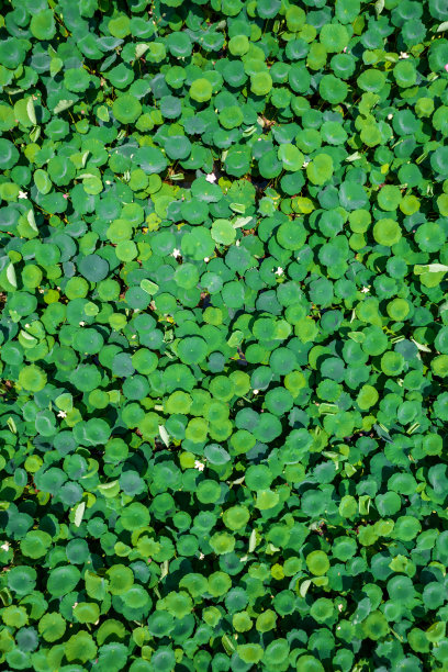 鸟瞰荷叶图片下载