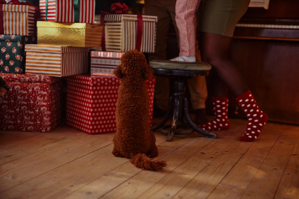 可爱的男孩坐着看他的主人装饰圣诞树图片下载