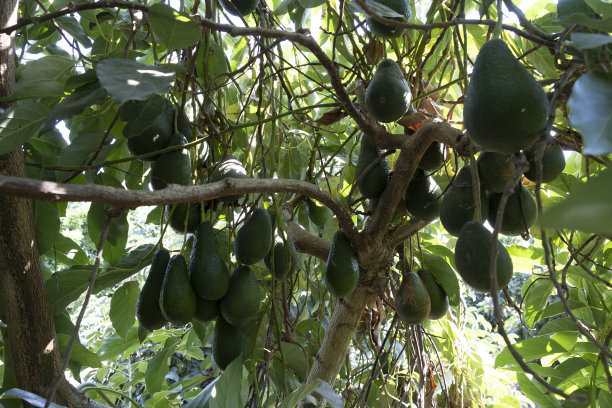 收获季树上成熟的鳄梨图片下载