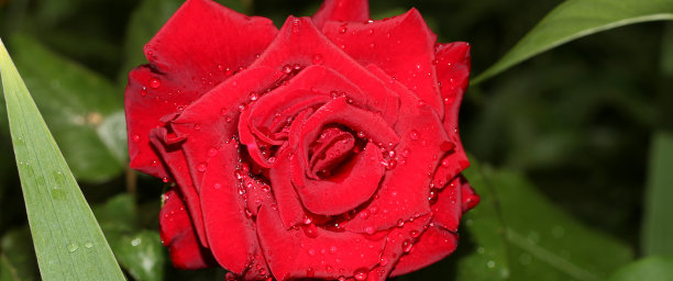 一朵有露珠的红玫瑰。深色背景上美丽的花朵。完美的花朵。图片下载