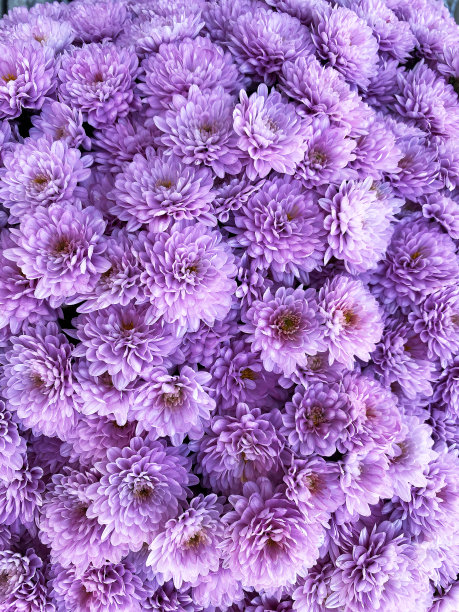 紫色花园人造花束垂直花卉节日背景图片下载