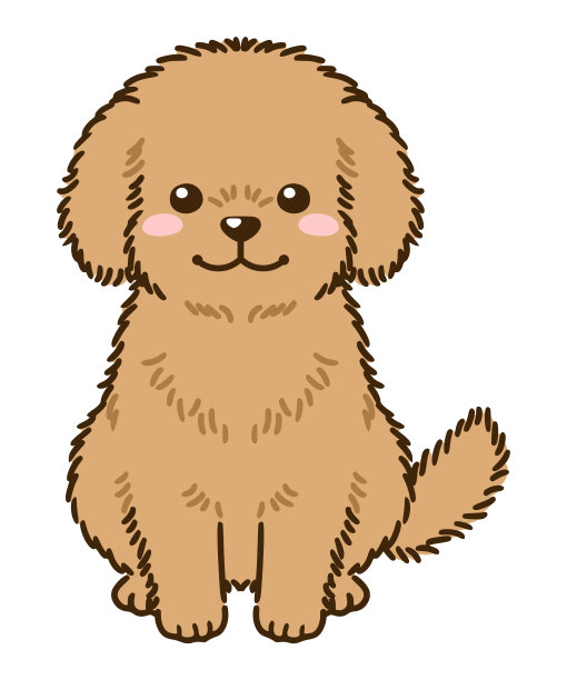 贵宾犬(棕色外套的颜色)图片下载