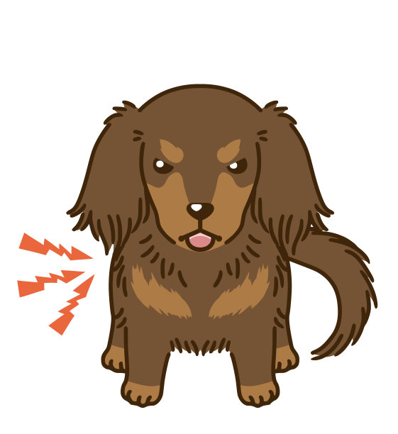 危险的腊肠犬(巧克力和棕褐色)图片下载