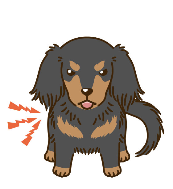 凶猛的腊肠犬(黑色和棕色)图片下载