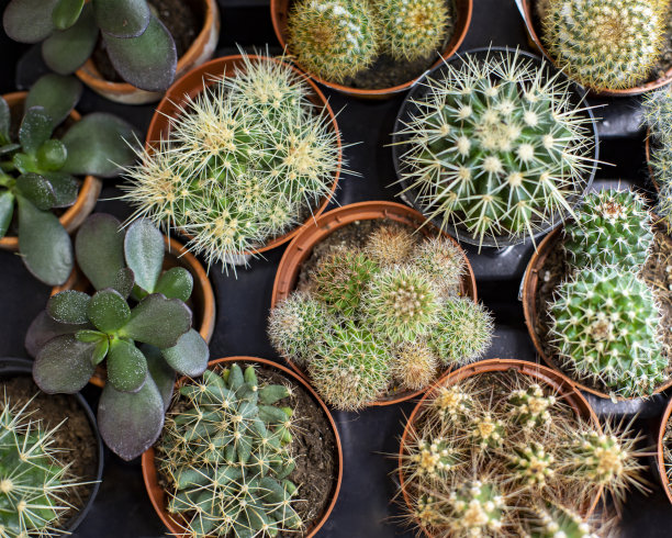 仙人掌和多肉植物盆栽素材图片下载