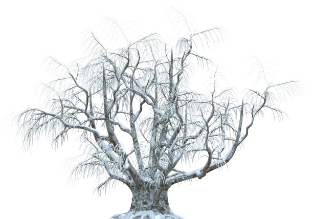 冬天树在雪孤立在白色的背景3d插图图片下载