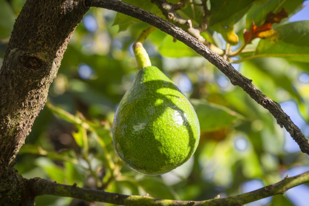 果园里长着牛油果的树。图片下载