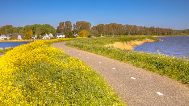 自行车道上没有骑自行车的人，开着黄色的花图片下载
