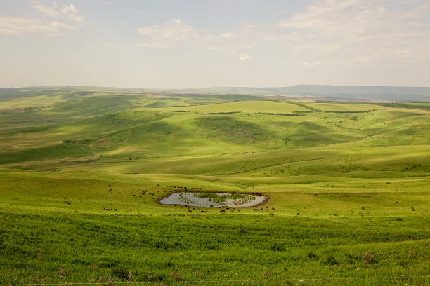 一大群奶牛和小牛在绿色的高山草地上。奶牛和公牛在一个小湖边吃草。概念是养牛。图片下载