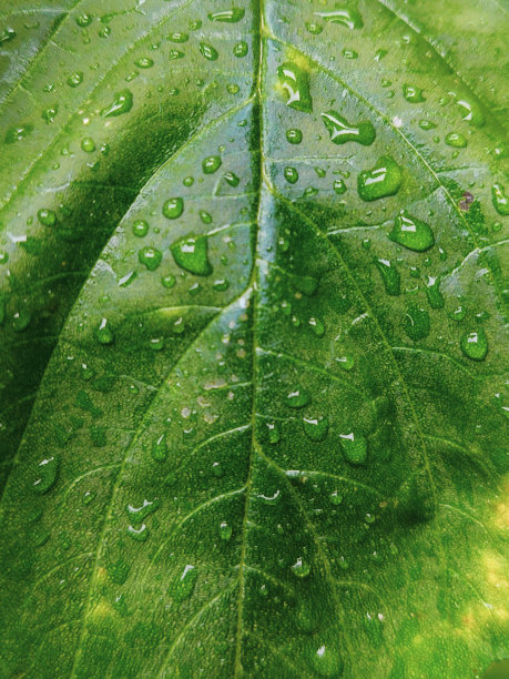 雨后的湿树叶看起来很新鲜图片下载