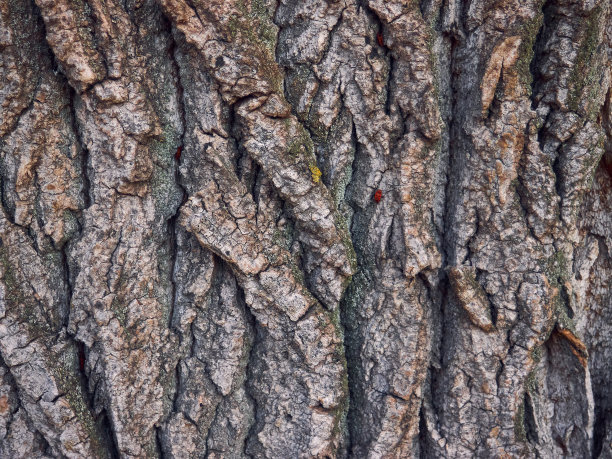 粗糙的树皮表面，老树树皮的特写纹理图片下载