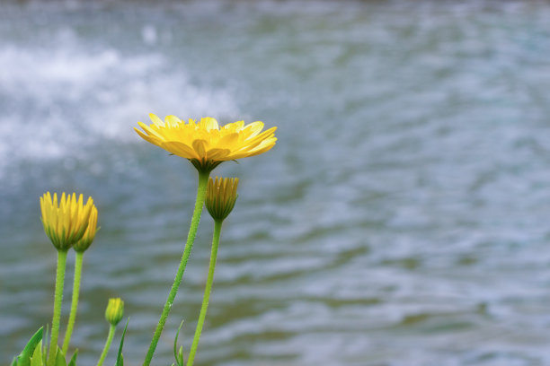 金盏花，菊科黄色的万寿菊花在水的背景下盛开图片下载