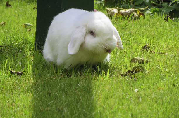 兔子伸出它的舌头图片下载