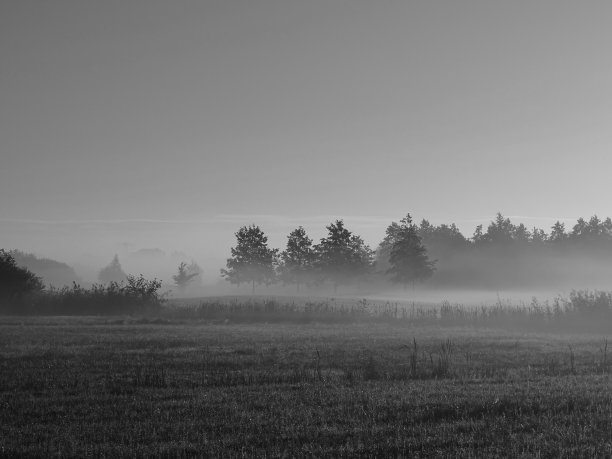 一张雾蒙蒙的早晨的黑白照片，中央有四棵树的剪影，草地上有一片片雾气图片下载