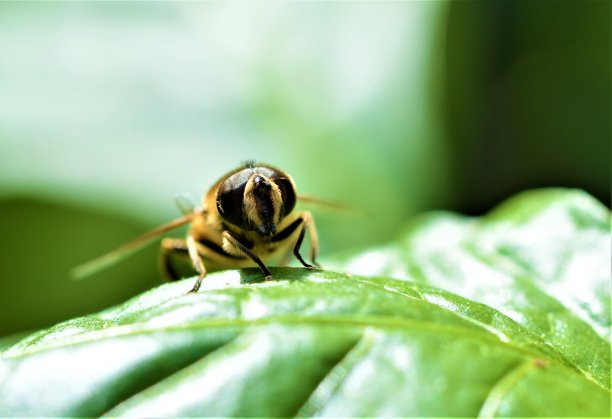 食蚜蝇。图片下载