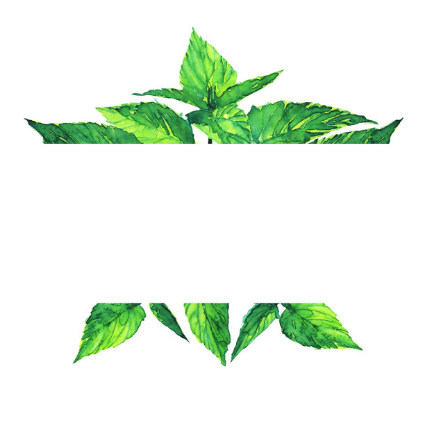 荨麻植物旗帜孤立在白色的背景。水彩手绘插图。治疗药草模板化妆品卡，医疗框架。图片下载