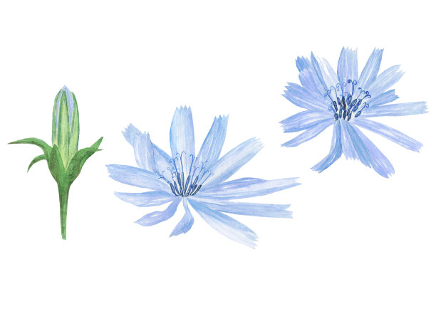 菊苣的蓝色淡紫色花开放和封闭的芽分离在白色的背景上。水彩手绘插图草本设计。图片下载