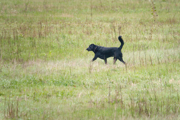 一只黑色的拉布拉多猎犬在阳光灿烂的日子里走在草地上图片下载
