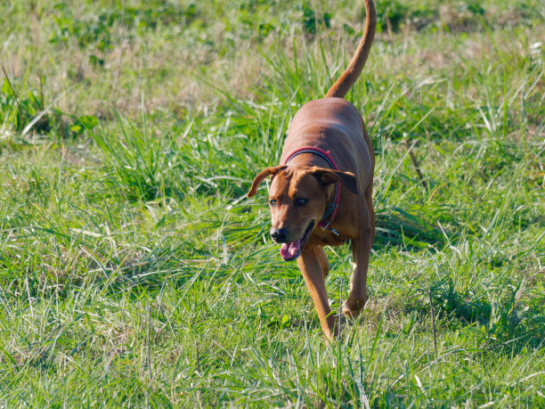 阳光明媚的一天，罗德西亚脊背狗在草地上散步图片下载