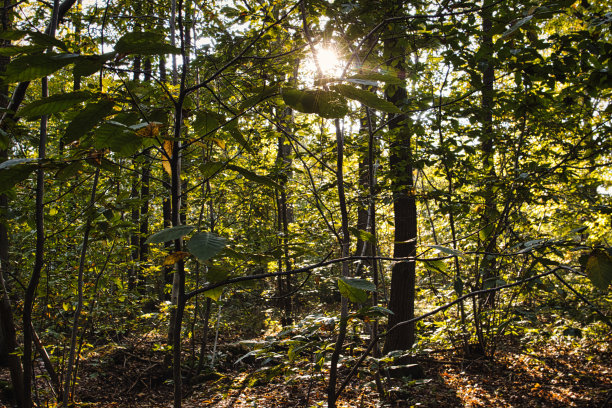 秋季栗子图片下载