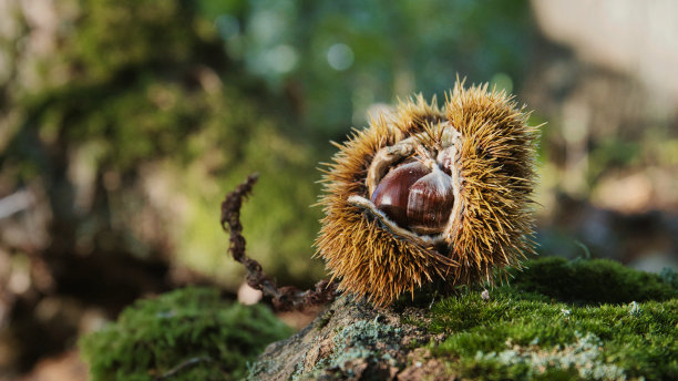 秋季栗子图片下载