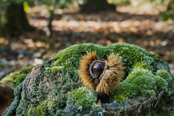 秋季栗子图片下载