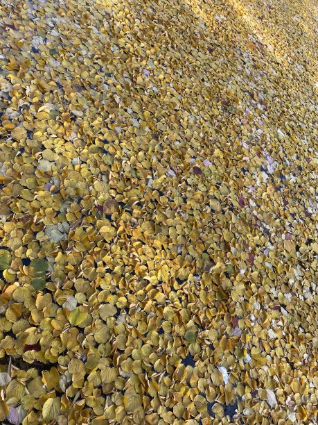 秋天的落叶图片下载